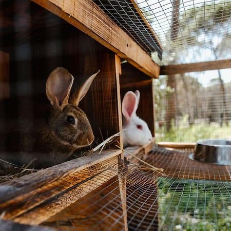 Casa Rural En El Campo Las Dalias Tordera Eksteriør bilde